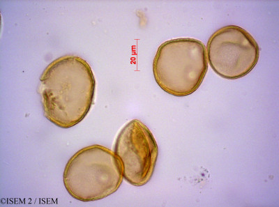 ISEM 2/Restio_virgeus_39260/Restio_virgeus_39260_0001(copy)_thumb.jpg